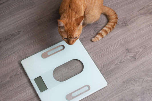 Comment maintenir un poids sain pour votre chat ?